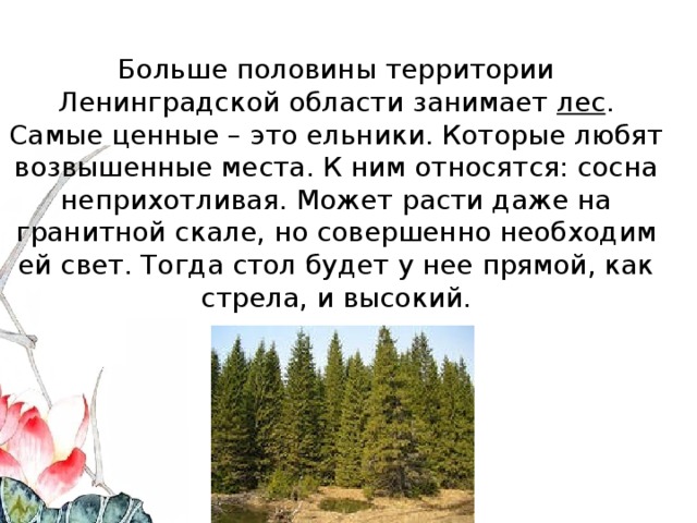 Больше половины территории Ленинградской области занимает лес . Самые ценные – это ельники. Которые любят возвышенные места. К ним относятся: сосна неприхотливая. Может расти даже на гранитной скале, но совершенно необходим ей свет. Тогда стол будет у нее прямой, как стрела, и высокий. 