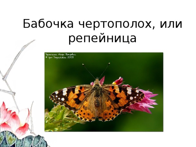  Бабочка чертополох, или репейница   