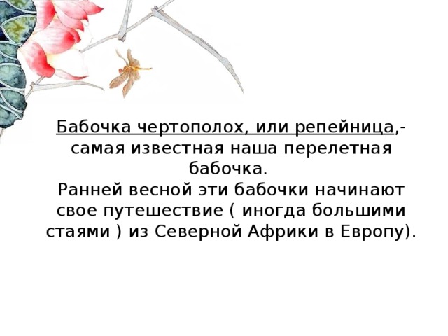 Бабочка чертополох, или репейница ,- самая известная наша перелетная бабочка.  Ранней весной эти бабочки начинают свое путешествие ( иногда большими стаями ) из Северной Африки в Европу).   