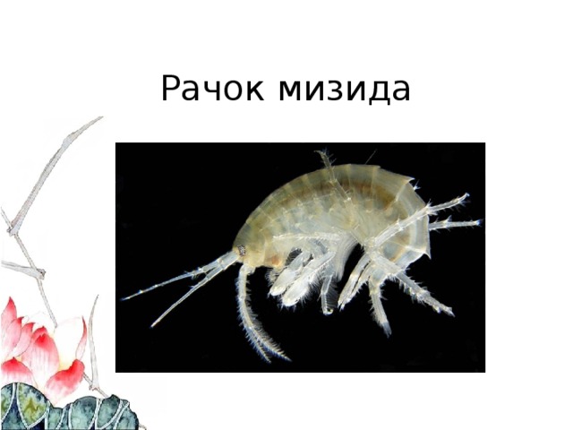 Рачок мизида 