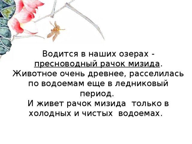 Водится в наших озерах - пресноводный рачок мизида . Животное очень древнее, расселилась по водоемам еще в ледниковый период.  И живет рачок мизида только в холодных и чистых водоемах.   