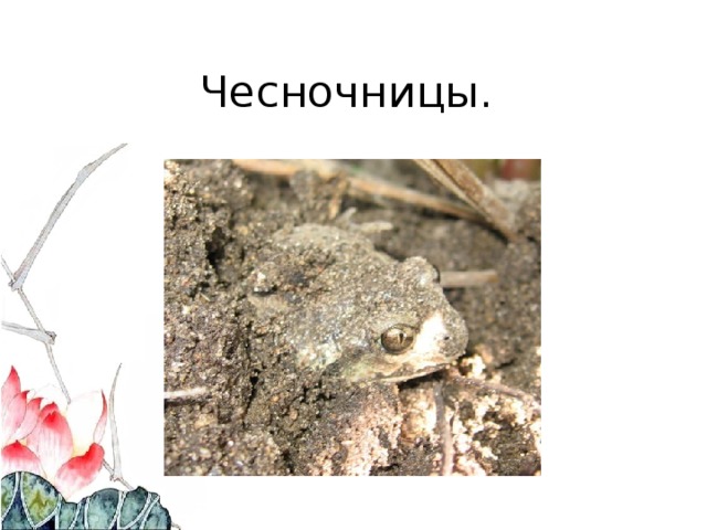 Чесночницы. 