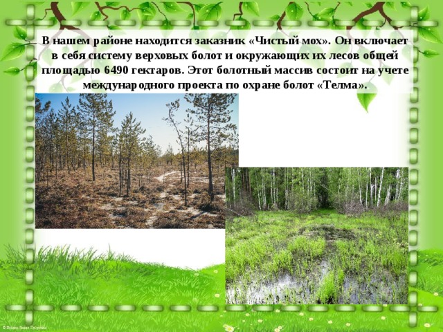 В нашем районе находится заказник «Чистый мох». Он включает в себя систему верховых болот и окружающих их лесов общей площадью 6490 гектаров. Этот болотный массив состоит на учете международного проекта по охране болот «Телма». 