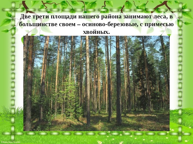 Две трети площади нашего района занимают леса, в большинстве своем – осиново-березовые, с примесью хвойных. 