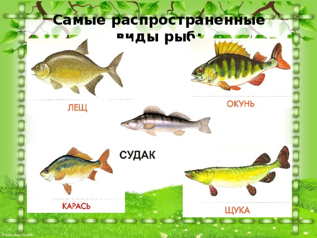 Самые распространенные виды рыб: 