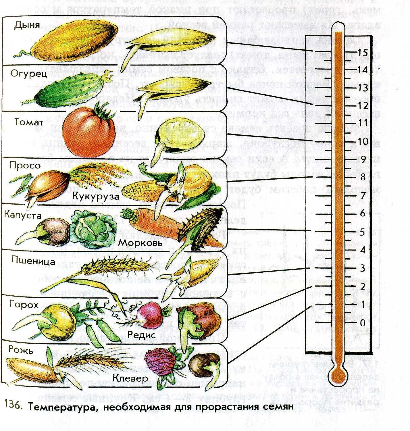 Какие условия необходимы для прорастания растений. Минимальная температура прорастания семян. Температура прорастания семян таблица. Температура прорастания семян овощей таблица. Оптимальная температура для прорастания семян.