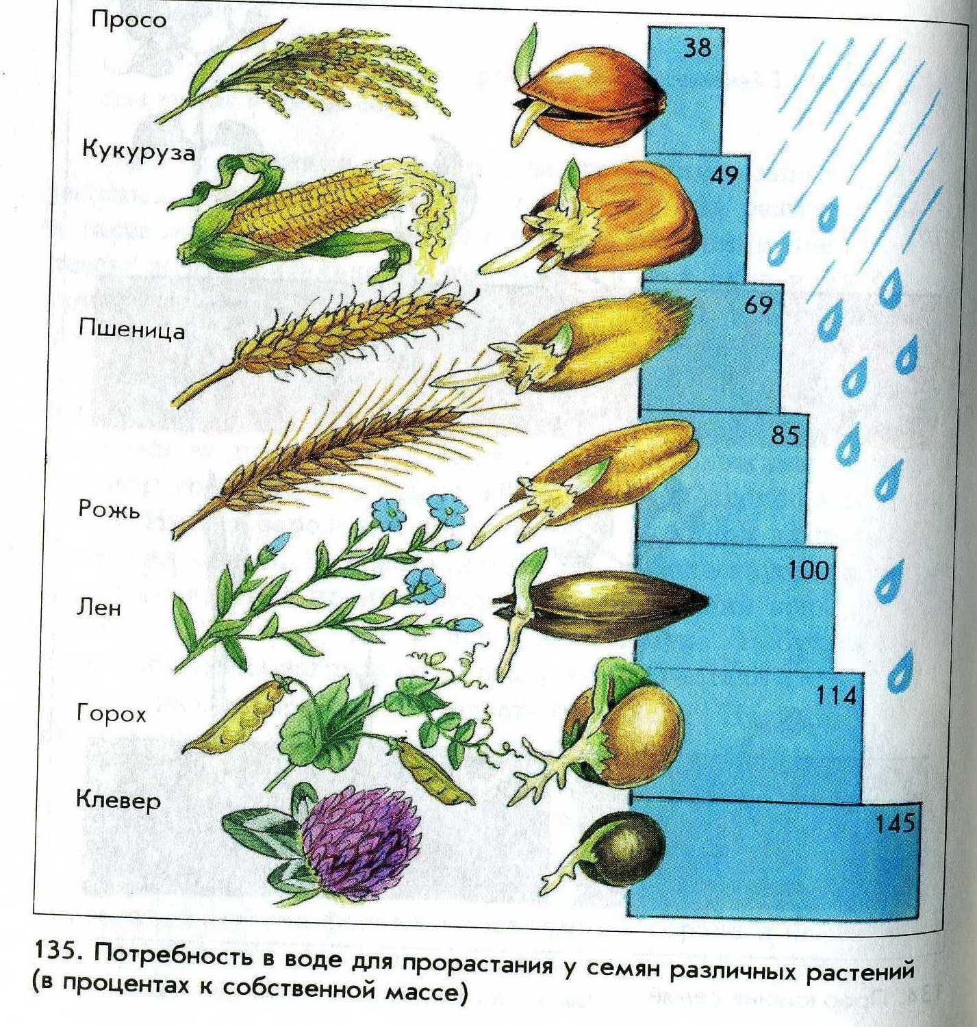 Семена кукурузы какую температуру. Прорастание семян кукурузы. Температура прорастания семян кукурузы. Температура прорастания семян гороха. Температура прорастания разных семян.