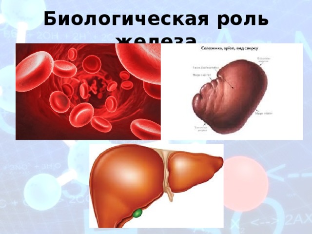 Влияние тяжелых металлов на растения и организм человека - биология, презентации