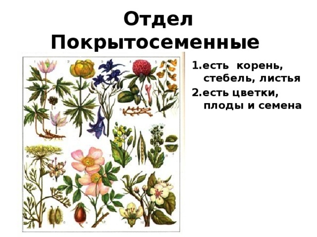 Отдел Покрытосеменные 1.есть корень, стебель, листья 2.есть цветки, плоды и семена 