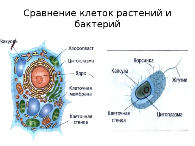 Чем отличаются бактерии от растений и животных. Растительная клетка и бактериальная клетка сравнение. Сравнить строение клетки растений и клетки бактерий. Сравнение растительной и бактериальной клетки. Клетка растения и клетка бактерии сравнение.