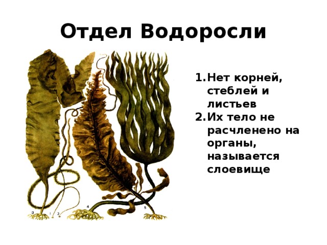 Отдел Водоросли Нет корней, стеблей и листьев Их тело не расчленено на органы, называется слоевище 