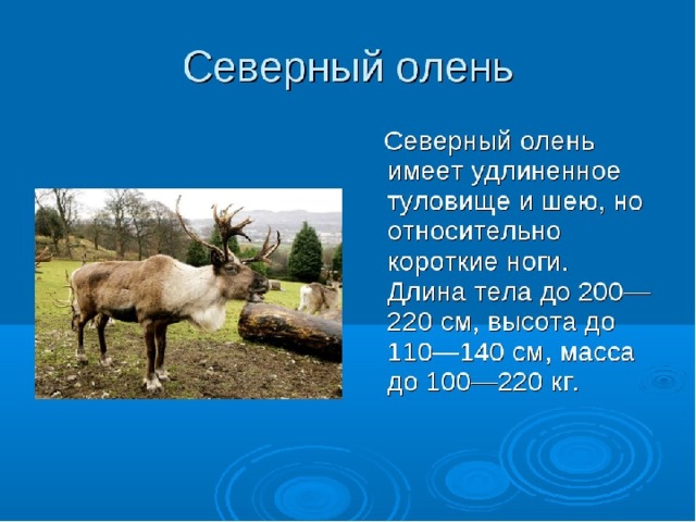 Проект северный олень