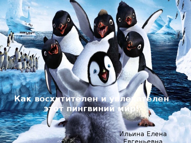 Как восхитителен и увлекателен этот пингвиний мир!   Ильина Елена Евгеньевна 