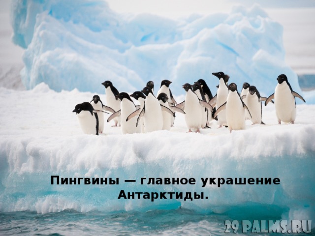 Пингвины — главное украшение Антарктиды. 