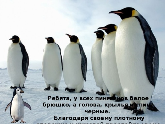 Ребята, у всех пингвинов белое брюшко, а голова, крылья и спина черные.  Благодаря своему плотному оперению и жировой прослойке мы не намокаем в воде и не мерзнем . 