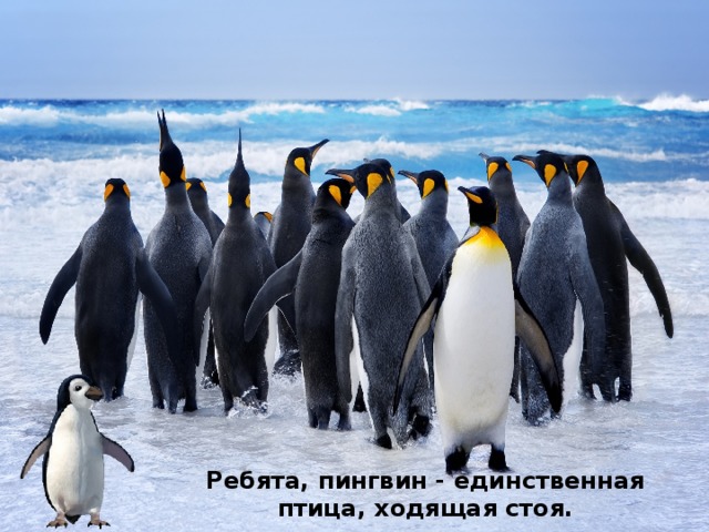 Ребята, пингвин - единственная птица, ходящая стоя. 