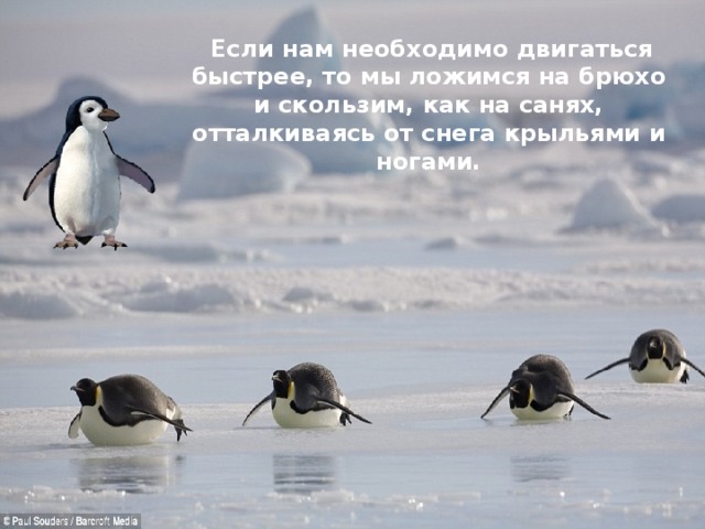  Если нам необходимо двигаться быстрее, то мы ложимся на брюхо и скользим, как на санях, отталкиваясь от снега крыльями и ногами. 