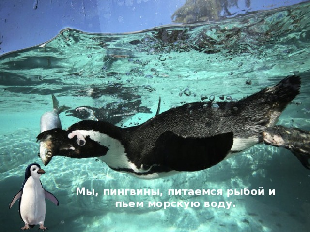 Мы, пингвины, питаемся рыбой и пьем морскую воду. 
