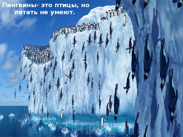 Пингвины- это птицы, но летать не умеют. 