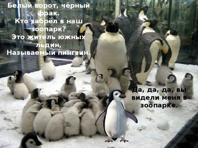 Белый ворот, чёрный фрак.  Кто забрёл в наш зоопарк?  Это житель южных льдин,  Называемый пингвин.   Да, да, да, вы видели меня в зоопарке. 