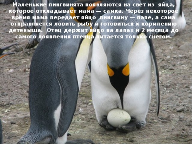 Маленькие пингвинята появляются на свет из яйца, которое откладывает мама — самка. Через некоторое время мама передает яйцо  пингвину — папе, а сама отправляется ловить рыбу и готовиться к кормлению детеныша.    Отец держит яйцо на лапах и 2 месяца до самого появления птенца питается только снегом. 