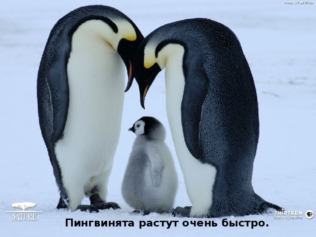 Пингвинята растут очень быстро. 