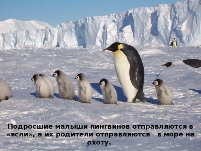 Подросшие малыши пингвинов отправляются в «ясли», а их родители отправляются   в море на охоту. 