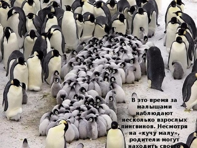 В это время за малышами наблюдают несколько взрослых пингвинов. Несмотря на «кучу малу», родители могут находить своего птенца среди сотен других и кормят только его. 