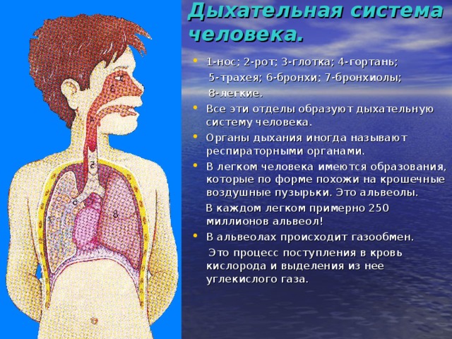 Легкие доклад 3 класс. Система органов дыхания человека 3 класс окружающий мир. Дыхание презентация. Дыхательная система 3 класс презентация. Дыхательная система доклад.