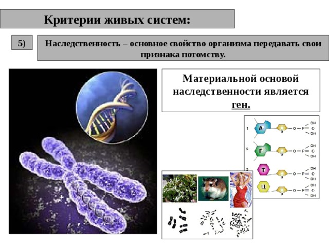 Критерии живых систем: Наследственность – основное свойство организма передавать свои признака потомству. 5) Материальной основой наследственности является ген. 