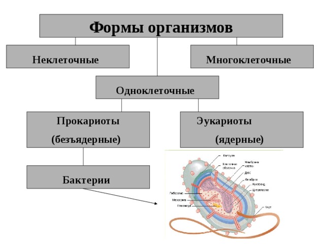 Формы организмов Неклеточные  Многоклеточные  Одноклеточные  Прокариоты (безъядерные)  Эукариоты (ядерные)  Бактерии  