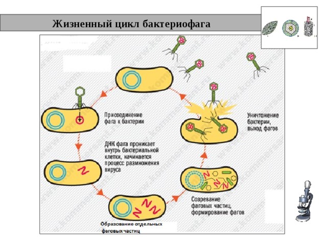  Жизненный цикл бактериофага 