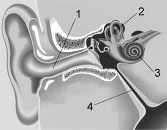 Тест орган слуха 8 класс. Евстахиева труба у лошади. Какой цифрой на рисунке обозначена слуховая труба. Какой буквой на рисунке обозначена слуховая евстахиева труба какое.