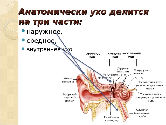 К среднему уху относятся