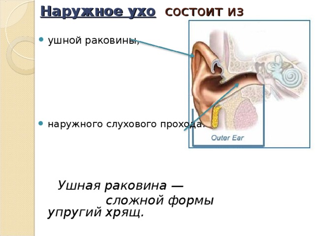 Наружное ухо человека состоит из. Наружное ухо состоит из. Развитие наружного уха. Состоит из ушной раковины и наружного слухового прохода. Из чего состоит наружное ухо.
