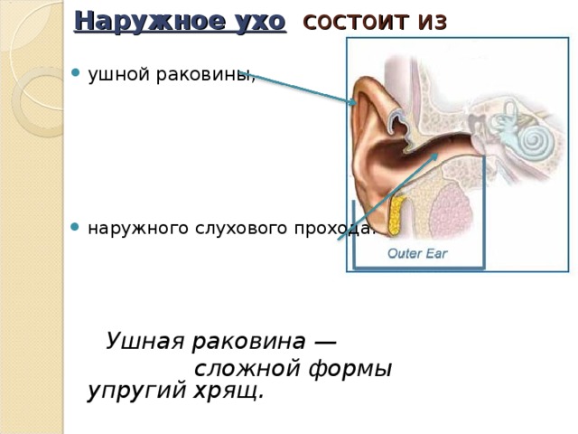 Из каких частей состоит ухо