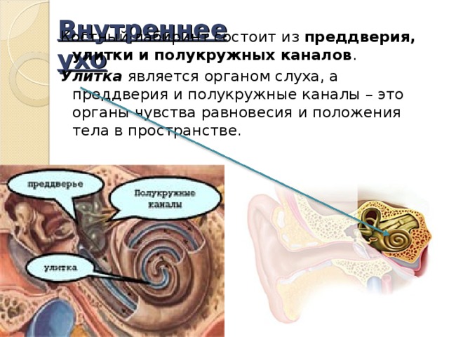 Улитка является органом. Улитка является органом слуха равновесия. Улитка преддверие полукружные каналы. Улитка функции орган слуха. Характеристика улитки органа слуха.