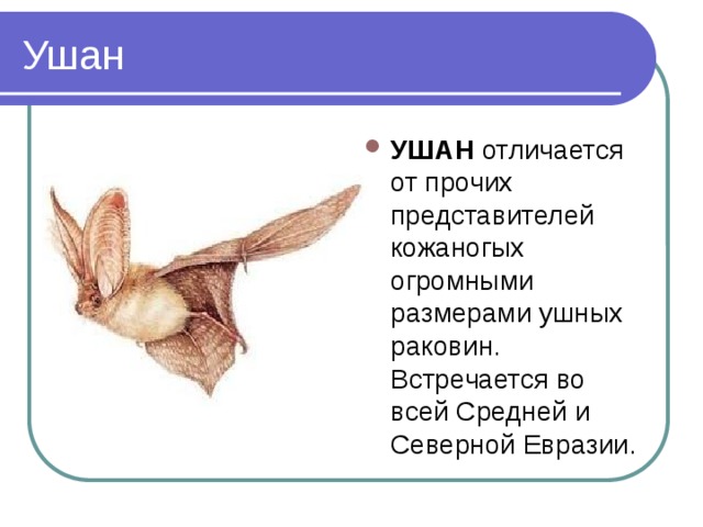 Ушан УШАН отличается от прочих представителей кожаногых огромными размерами ушных раковин. Встречается во всей Средней и Северной Евразии. 