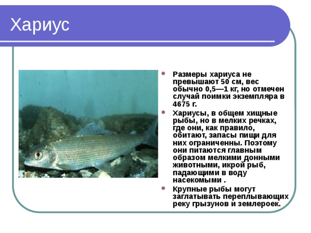 Хариус Размеры хариуса не превышают 50 см, вес обычно 0,5—1 кг, но отмечен случай поимки экземпляра в 4675 г. Хариусы, в общем хищные рыбы, но в мелких речках, где они, как правило, обитают, запасы пищи для них ограниченны. Поэтому они питаются главным образом мелкими донными животными, икрой рыб, падающими в воду насекомыми . Крупные рыбы могут заглатывать переплывающих реку грызунов и землероек. 