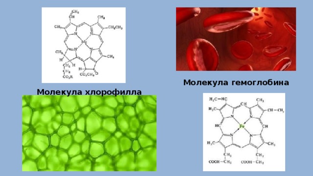 Электрон молекулы хлорофилла