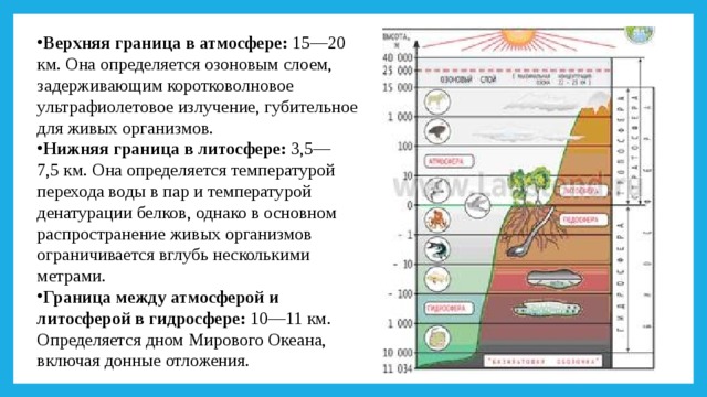 Верхняя граница множества. Задерживающие слои в атмосфере. Верхняя граница в атмосфере граница /км. Верхние слои границы жизни. Биосфера сфера жизни 6 класс география.