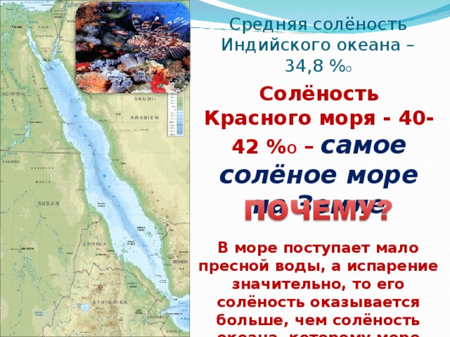 Средняя солёность Индийского океана – 34,8 % о Солёность Красного моря - 40-42 % о – самое солёное море на Земле В море поступает мало пресной воды, а испарение значительно, то его солёность оказывается больше, чем солёность океана, которому море принадлежит. 