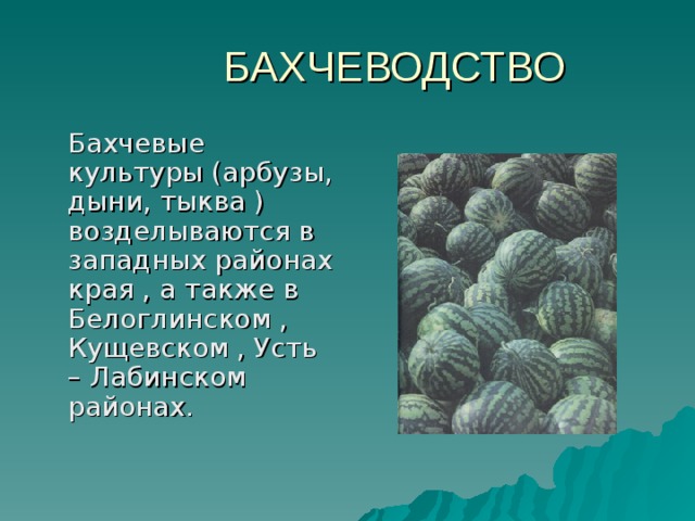  Бахчевые культуры (арбузы, дыни, тыква ) возделываются в западных районах края , а также в Белоглинском , Кущевском , Усть – Лабинском районах. 