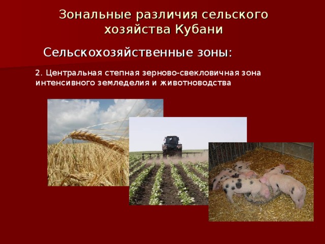 Зональные различия сельского хозяйства Кубани Сельскохозяйственные зоны: 2. Центральная степная зерново-свекловичная зона интенсивного земледелия и животноводства 