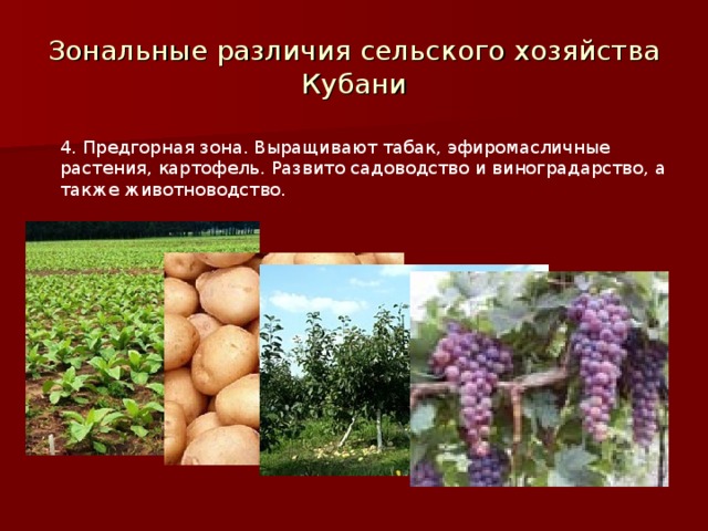 Зональные различия сельского хозяйства Кубани 4. Предгорная зона. Выращивают табак, эфиромасличные растения, картофель. Развито садоводство и виноградарство, а также животноводство. 