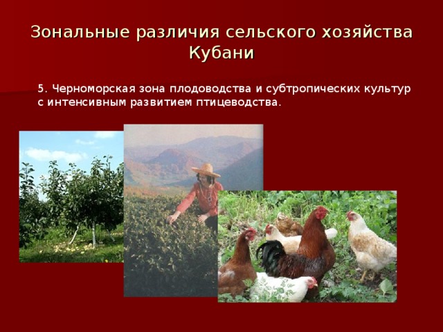 Зональные различия сельского хозяйства Кубани 5. Черноморская зона плодоводства и субтропических культур с интенсивным развитием птицеводства. 