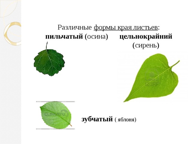  Различные формы края листьев :  пильчатый (осина) цельнокрайний  (сирень)          зубчатый  ( яблоня)   
