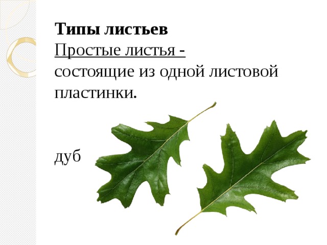 Типы листьев  Простые листья -  состоящие из одной листовой пластинки.    дуб     