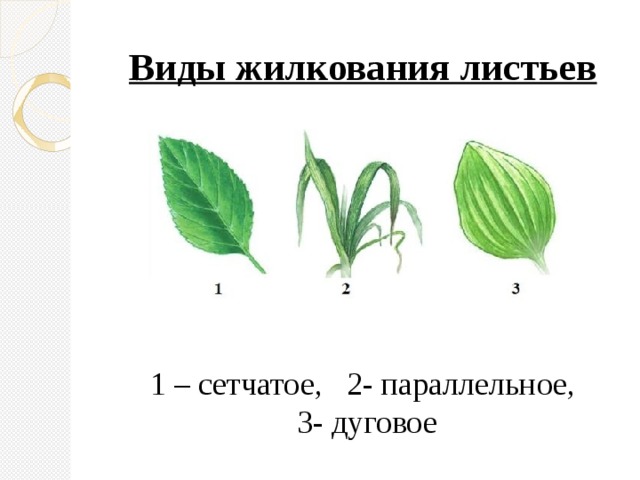 Виды жилкования листьев        1 – сетчатое, 2- параллельное,  3- дуговое 