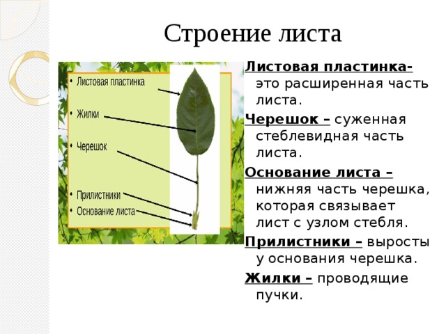 Строение листа Листовая пластинка- это расширенная часть листа. Черешок – суженная стеблевидная часть листа. Основание листа – нижняя часть черешка, которая связывает лист с узлом стебля. Прилистники – выросты у основания черешка. Жилки – проводящие пучки. 